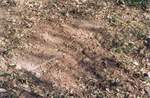 Villa e giardino Cusani Traversi Tittoni – 2008: estradosso di un condotto sotterraneo del parco
